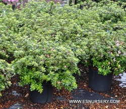 Azalea Peggy Ann — photo 3